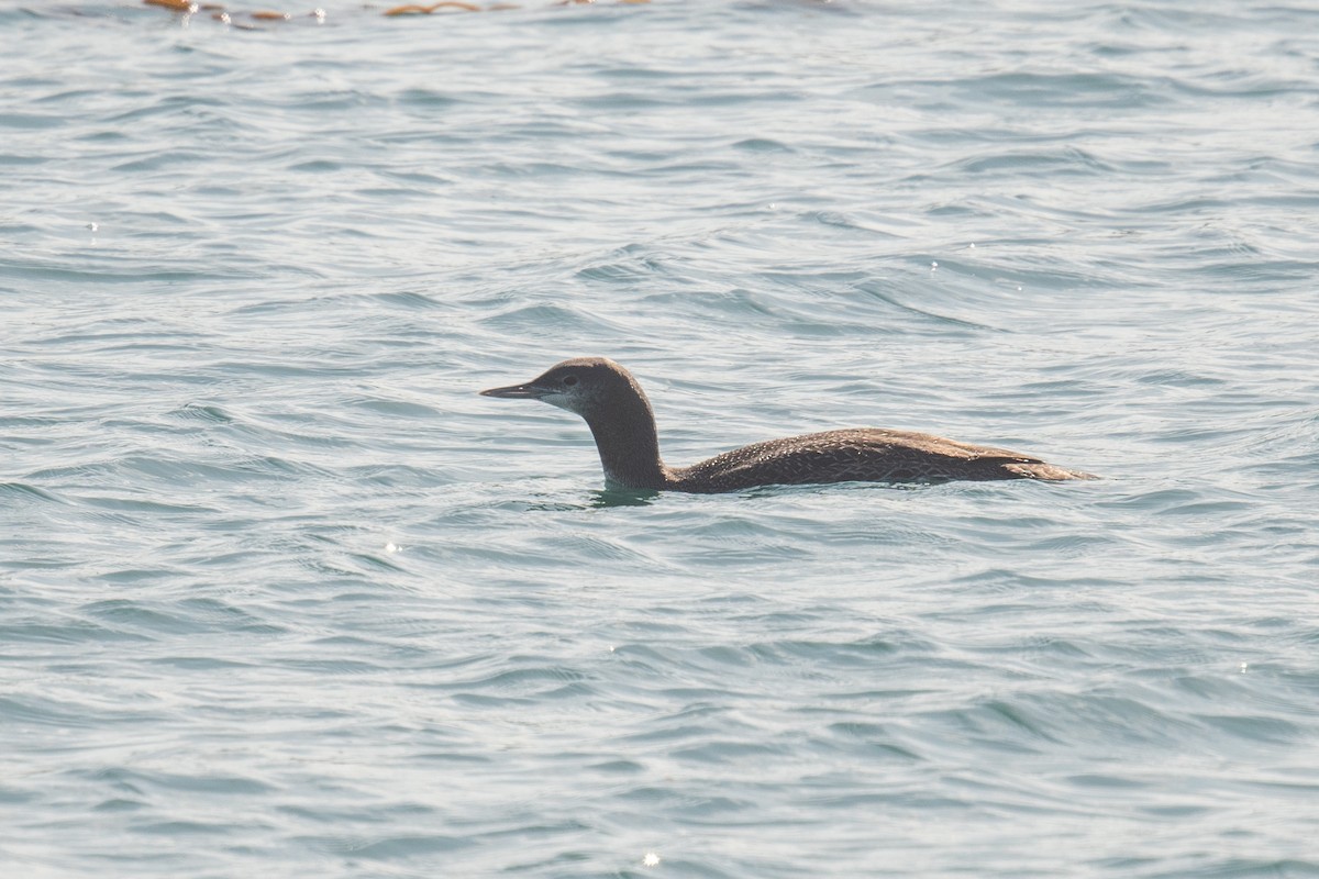 Red-throated Loon - ML612888180