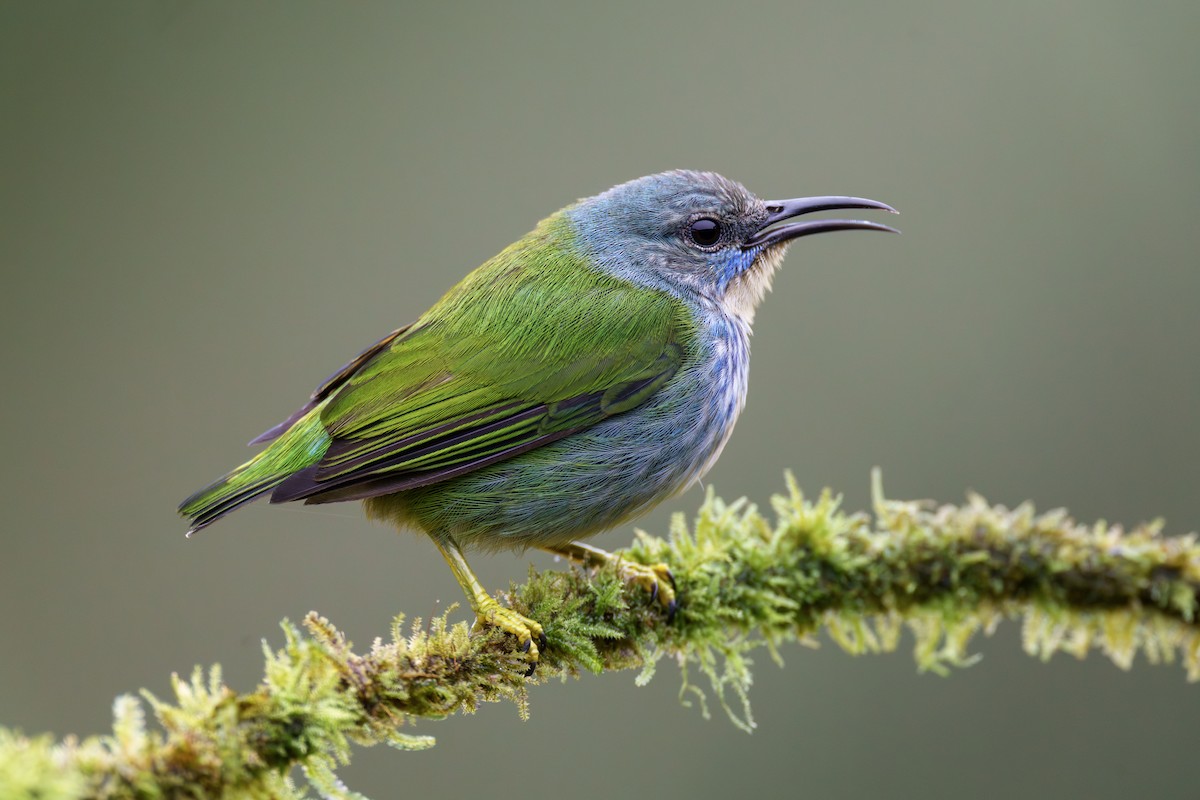 Shining Honeycreeper - Jeff Hapeman