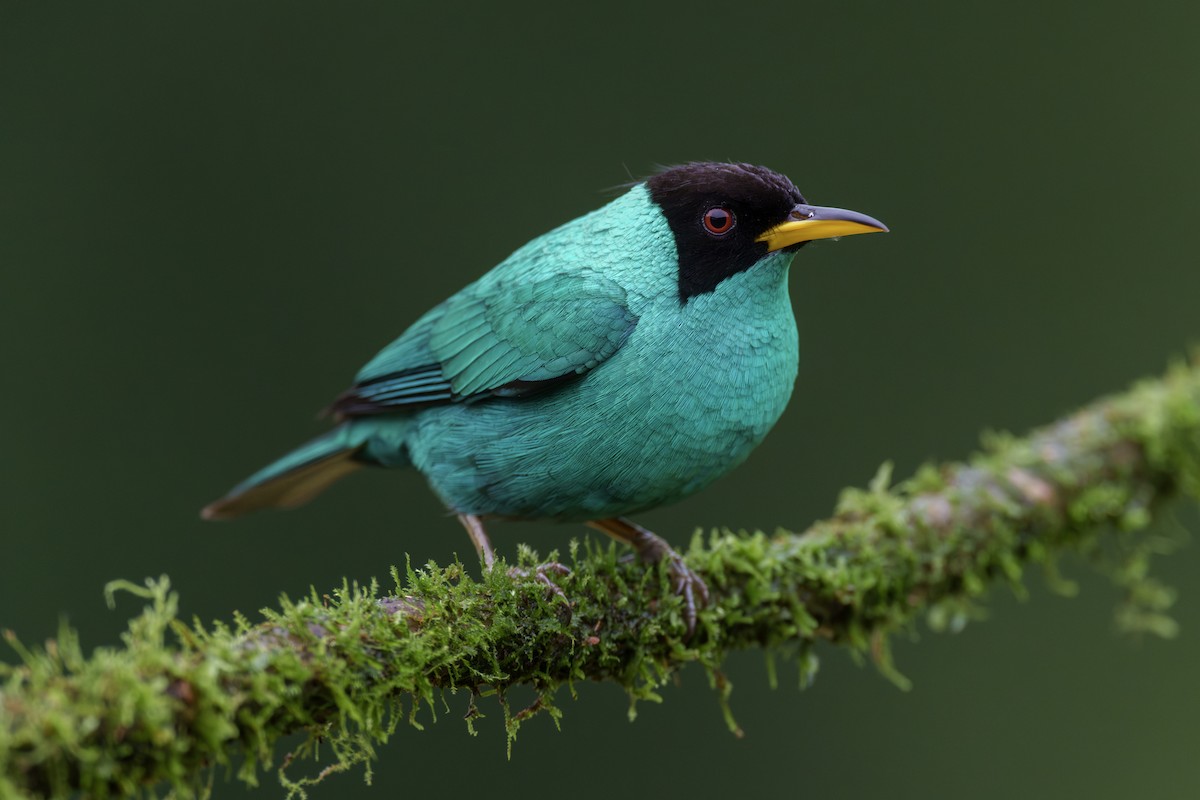Mielerito Verde - ML612888282