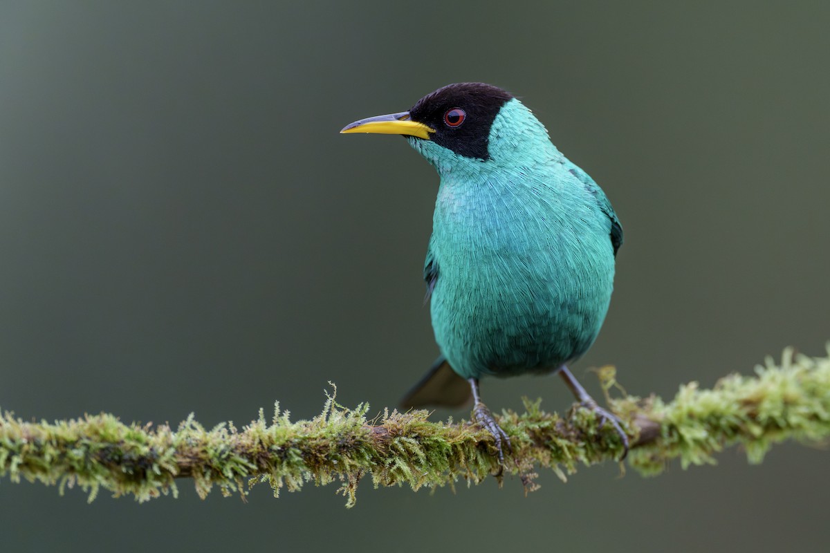 Mielerito Verde - ML612888283