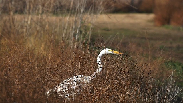 Great Egret - ML612888312