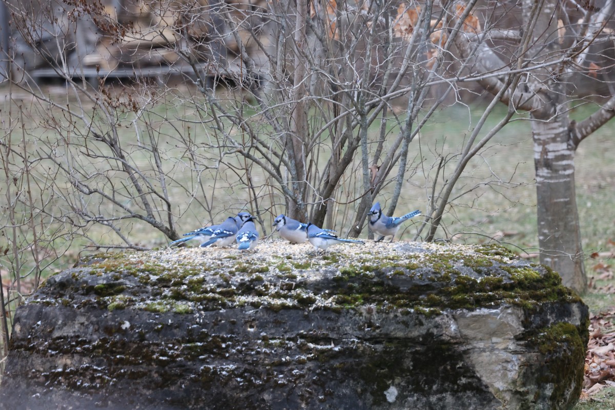 Blue Jay - Marie Provost