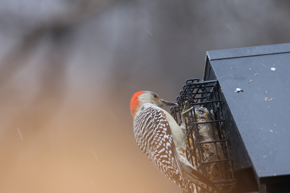 Red-bellied Woodpecker - Marie Provost