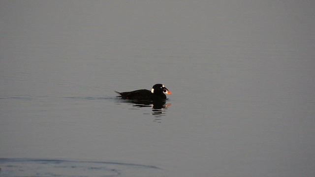 Surf Scoter - ML612888371