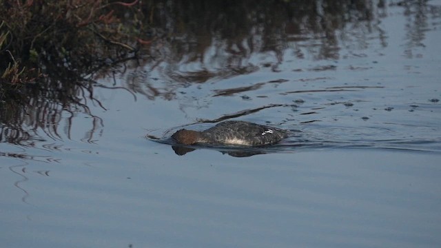 Red-breasted Merganser - ML612888373