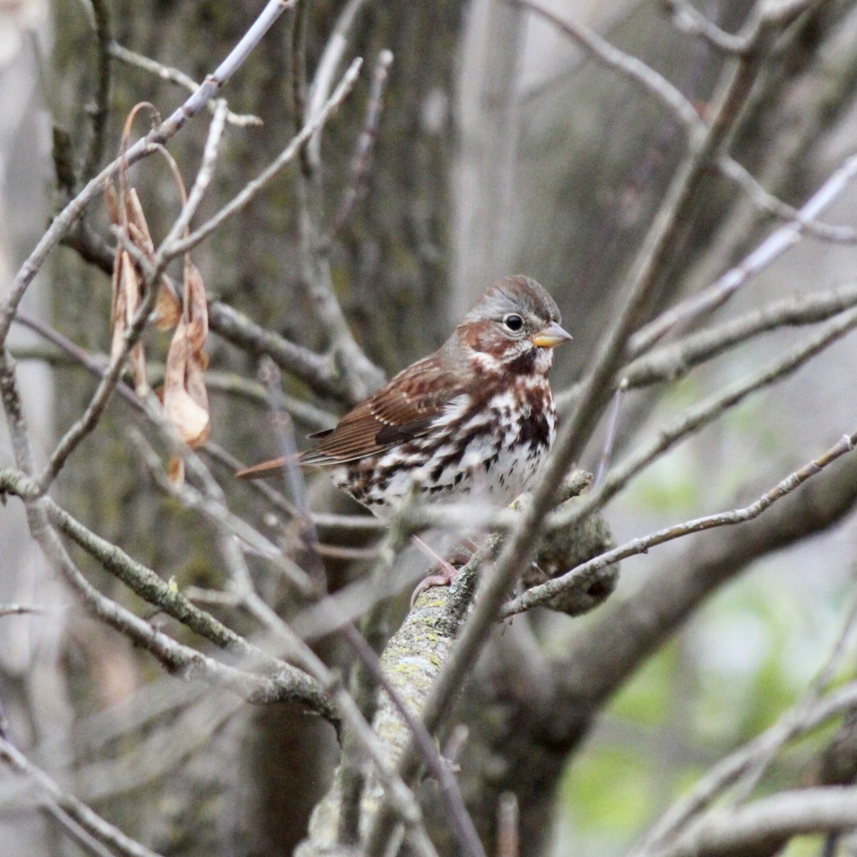 Fox Sparrow - ML612888374