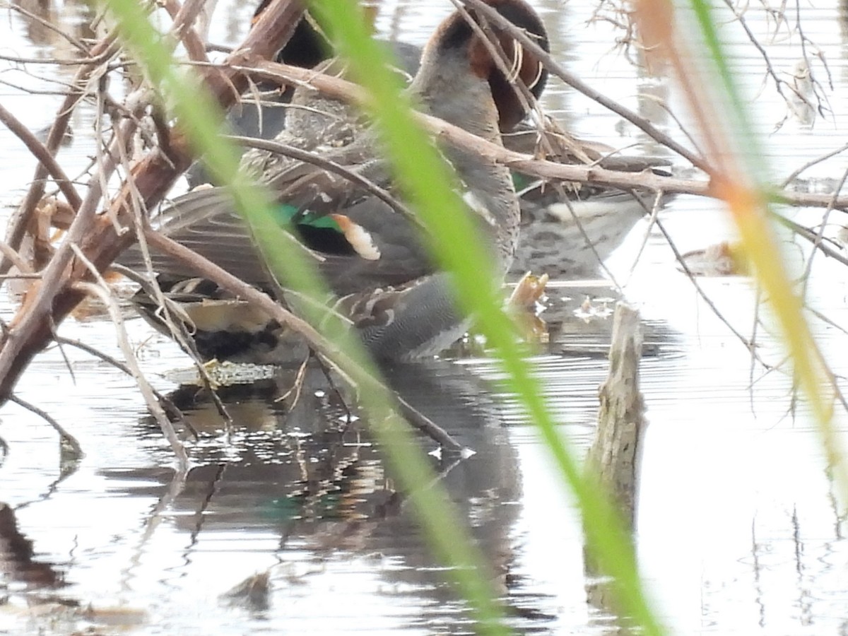 Green-winged Teal - ML612888380