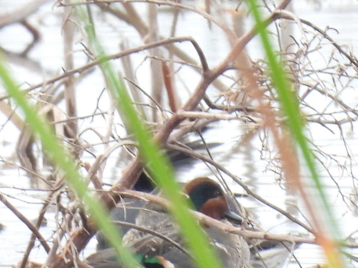 Green-winged Teal - ML612888384