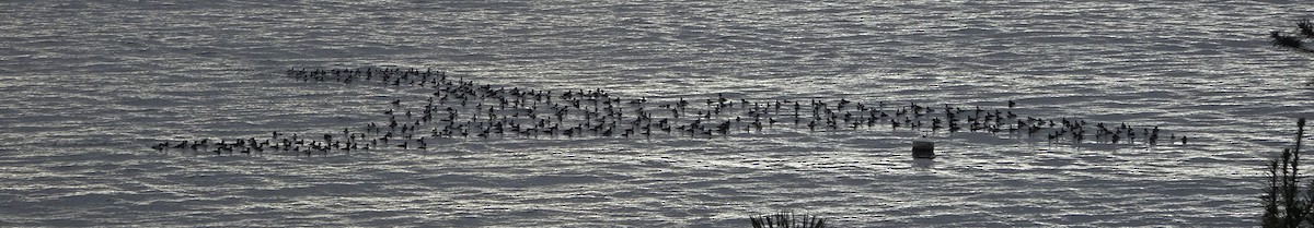 Barrow's Goldeneye - ML612888403
