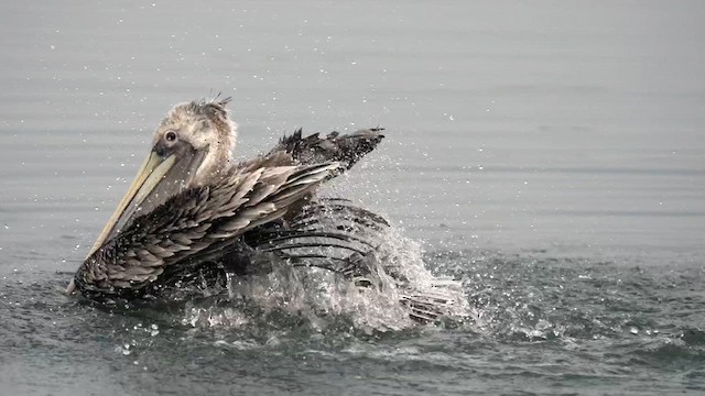 Brown Pelican - ML612888420