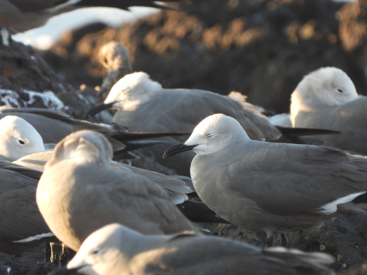 Gaviota Garuma - ML612888458