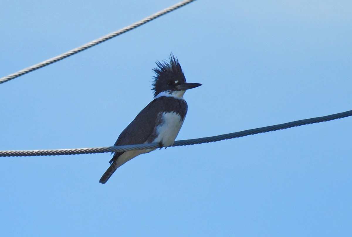 Belted Kingfisher - ML612888533