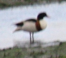 Common Shelduck - ML612888562