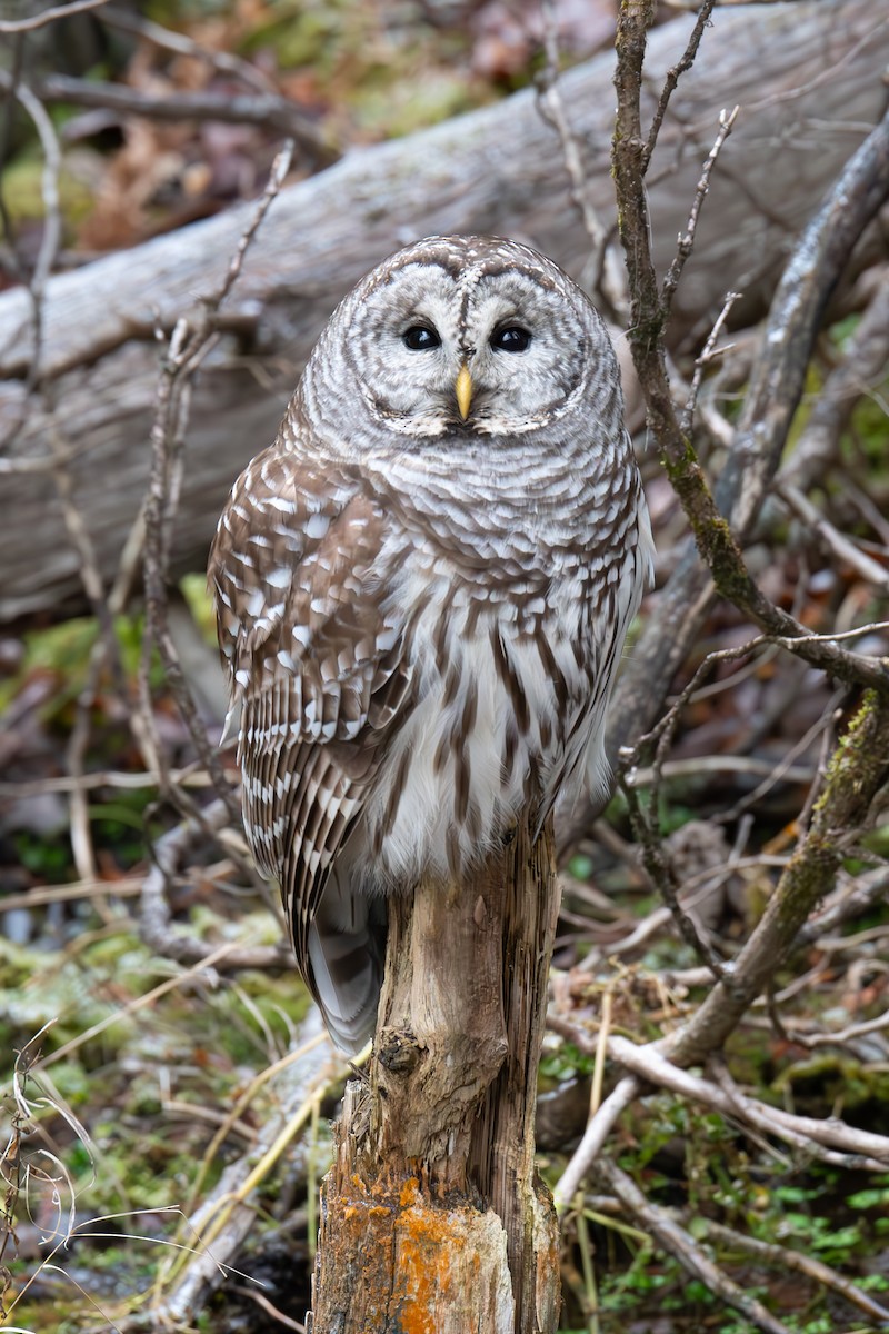 Barred Owl - ML612888716