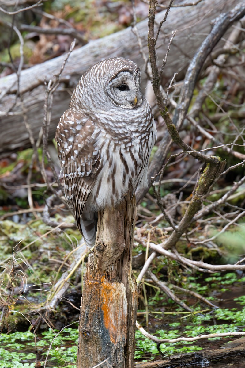 Barred Owl - ML612888717