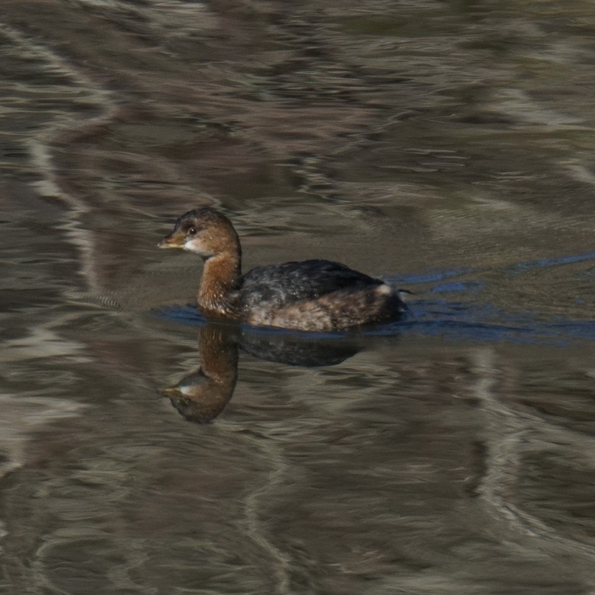 Pied-billed Grebe - ML612888740