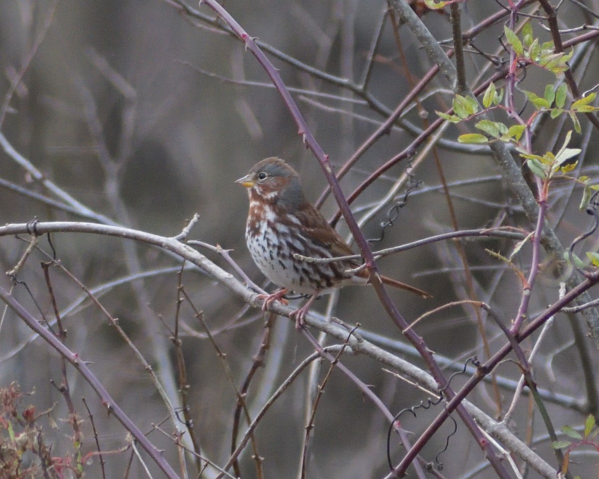 Fox Sparrow (Red) - M Kelly