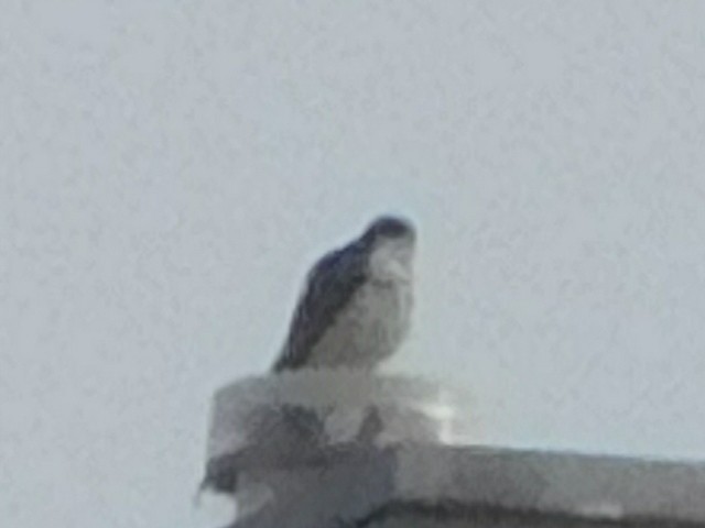 Peregrine Falcon - ML612888804