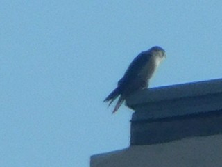 Peregrine Falcon - ML612888805