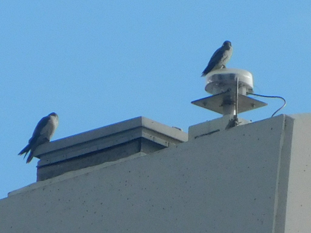 Peregrine Falcon - ML612888806