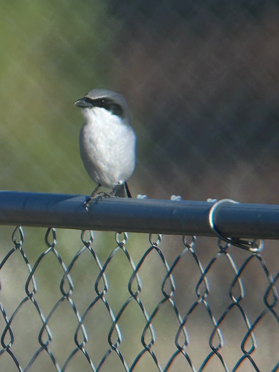 Loggerhead Shrike - ML612888860