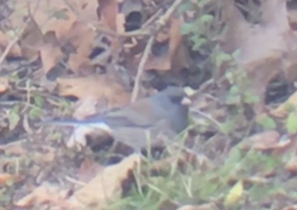 Dark-eyed Junco - ML612888861