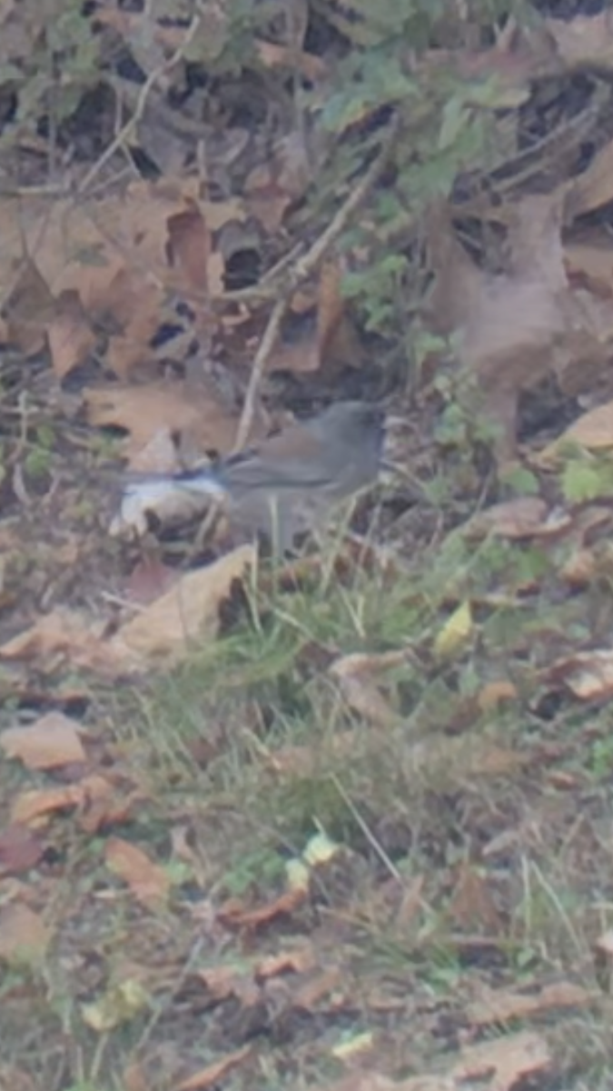 Dark-eyed Junco - ML612888862