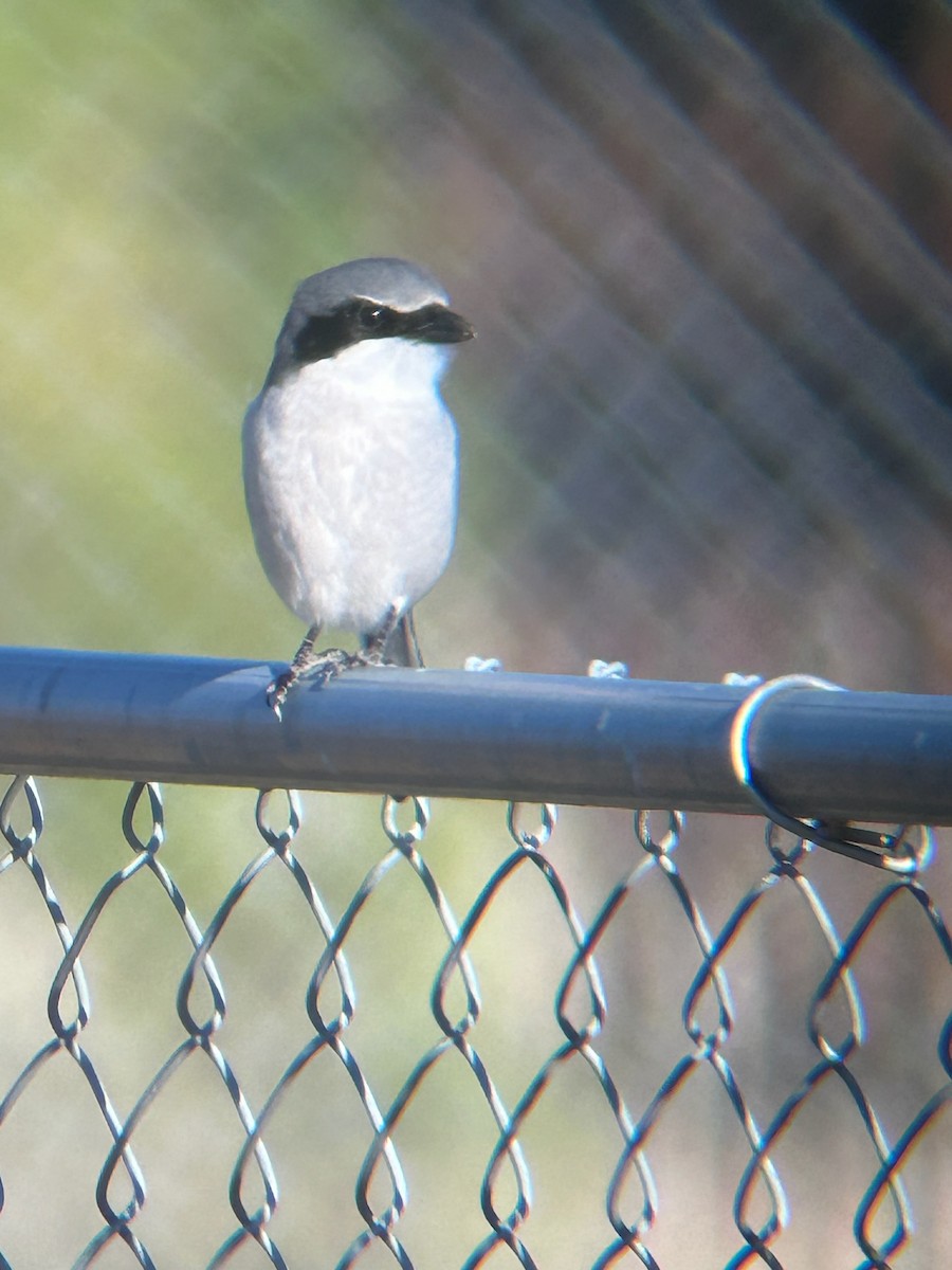 Loggerhead Shrike - ML612888864