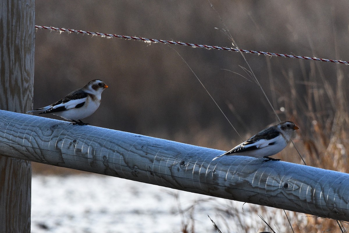 Snow Bunting - ML612888901