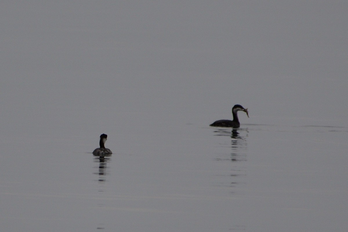 Horned Grebe - ML612888981