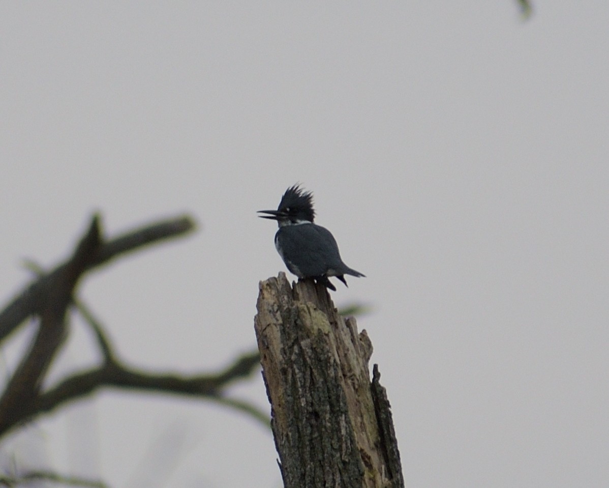Belted Kingfisher - ML612889030