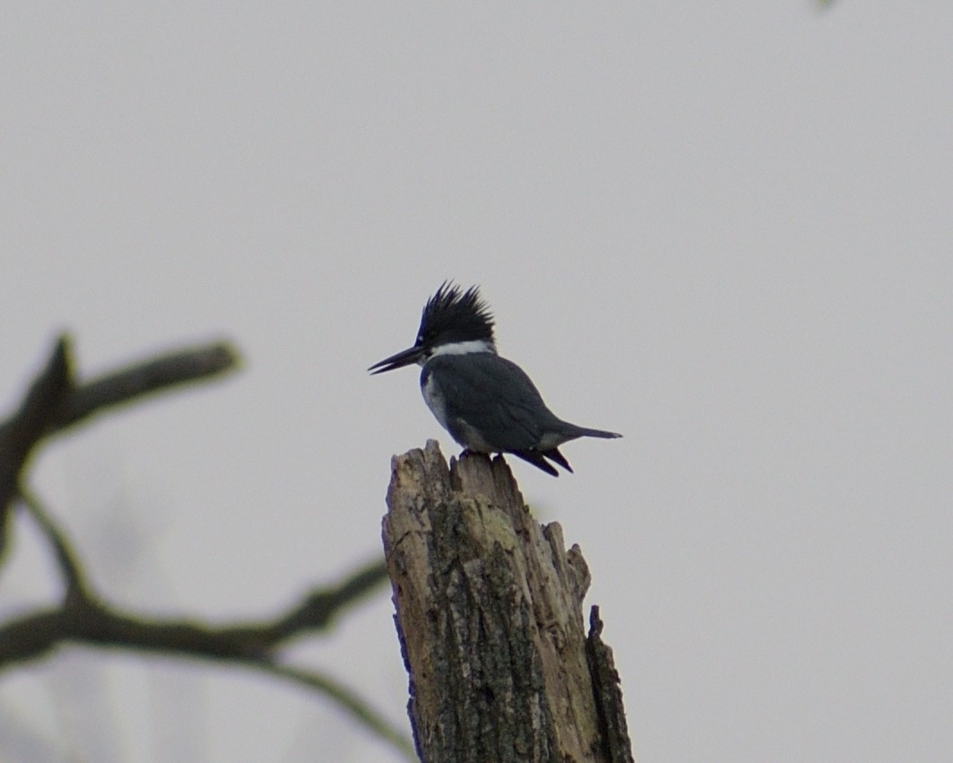 Belted Kingfisher - ML612889031