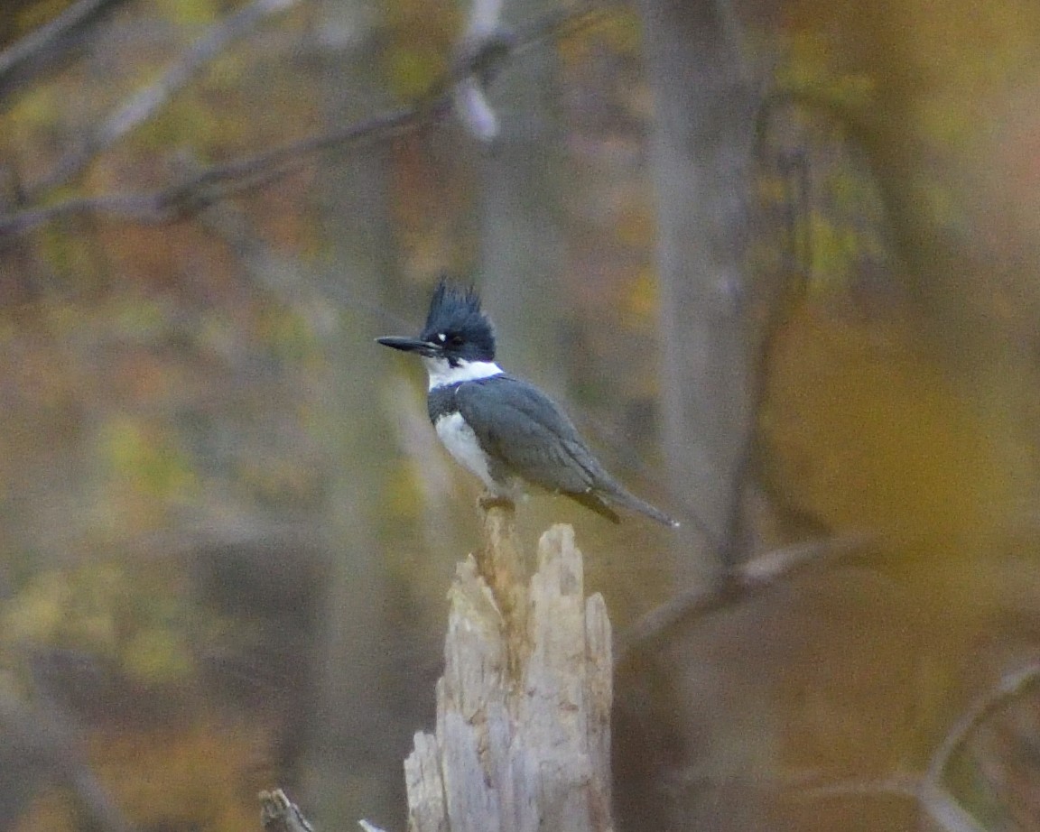 Belted Kingfisher - ML612889032