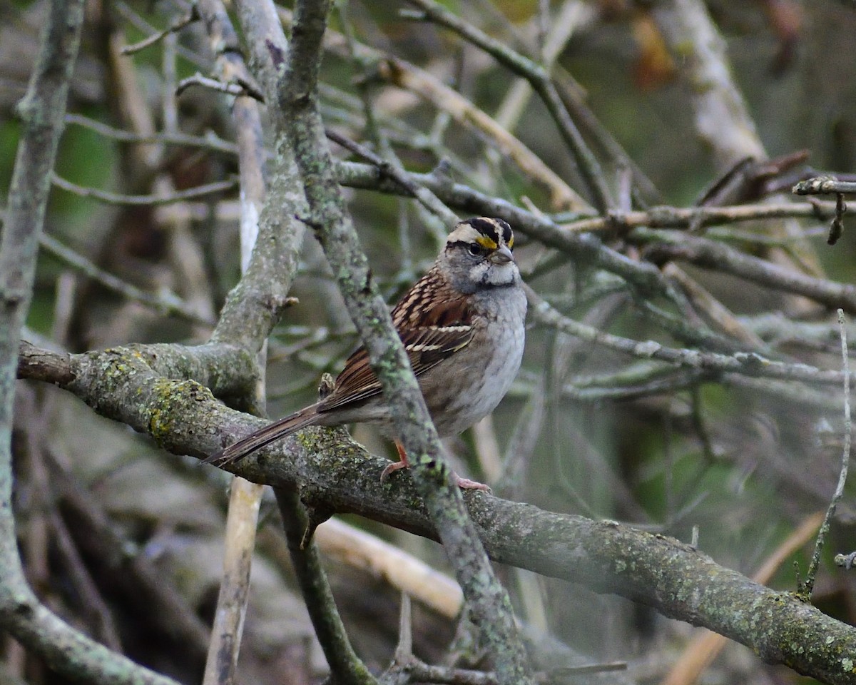 White-throated Sparrow - ML612889075