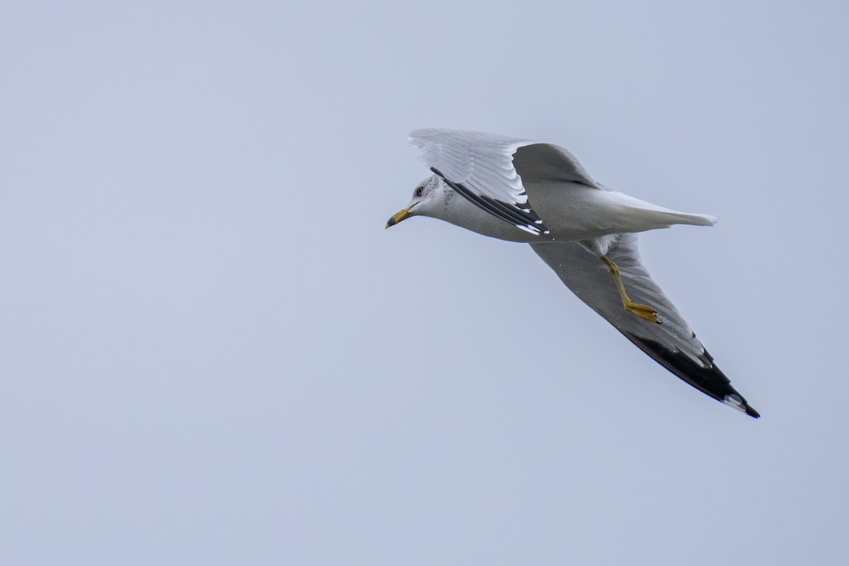 Ring-billed Gull - ML612889178