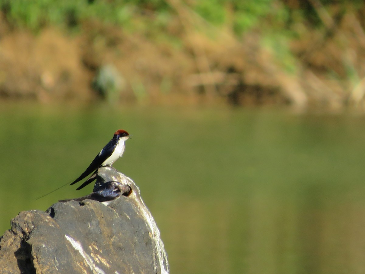 Wire-tailed Swallow - ML612889215