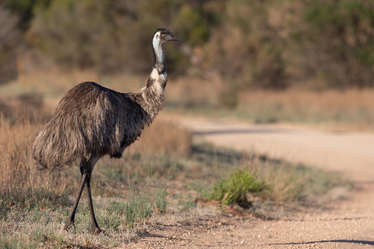 emu hnědý - ML612889225