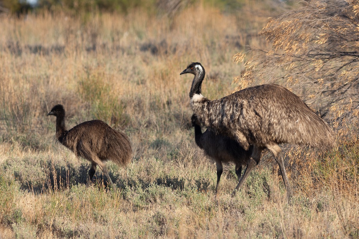 emu hnědý - ML612889226