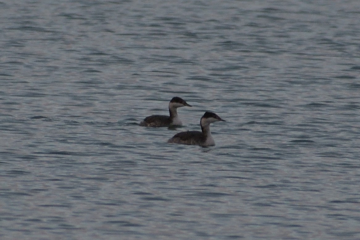 Horned Grebe - M Kelly