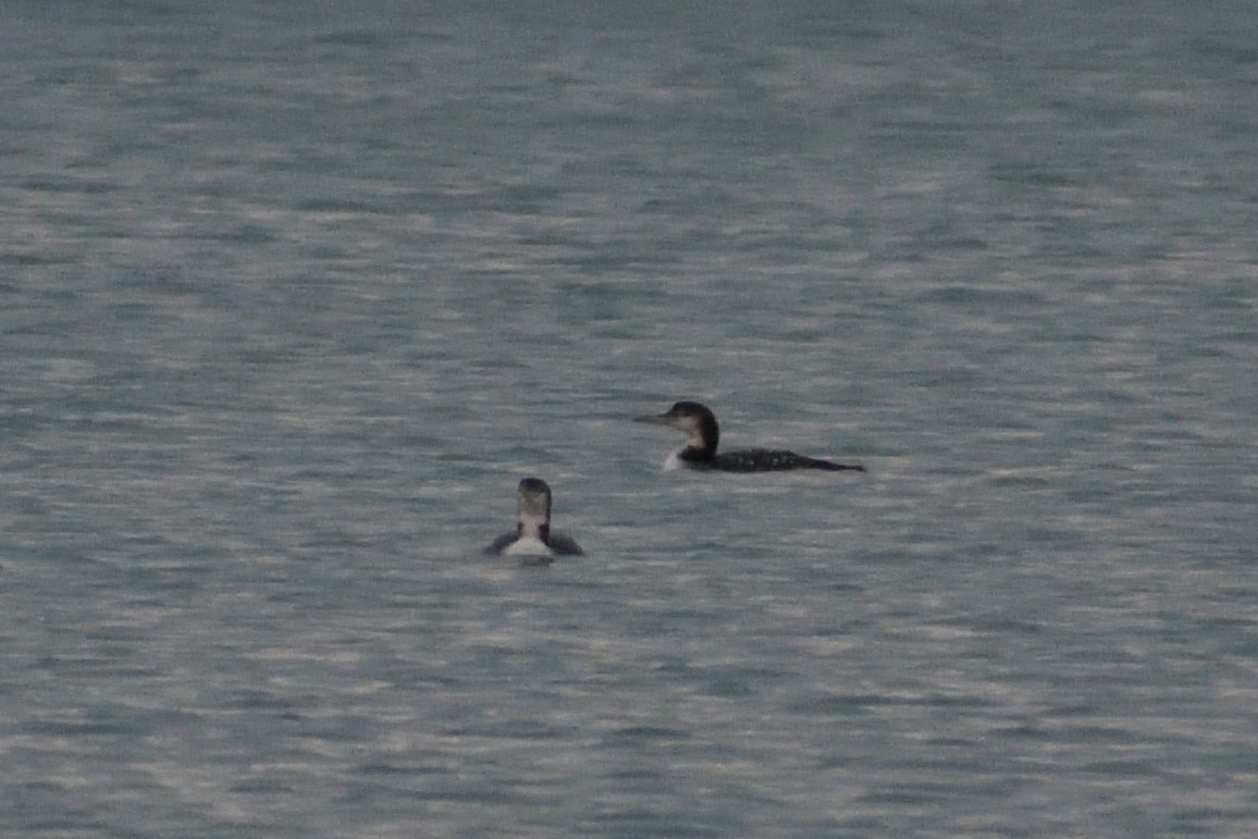 Common Loon - ML612889286