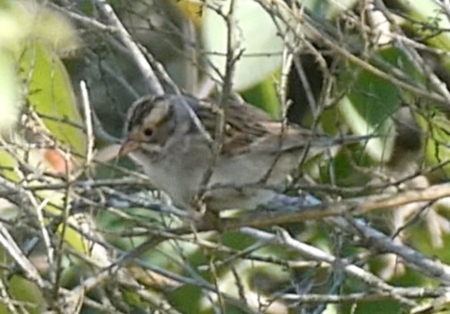 Clay-colored Sparrow - ML612889332