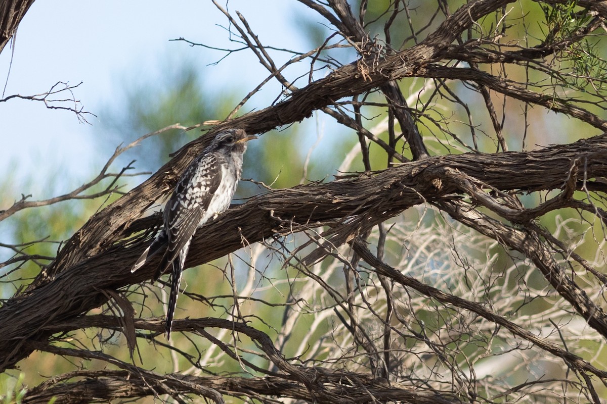 Pallid Cuckoo - ML612889343