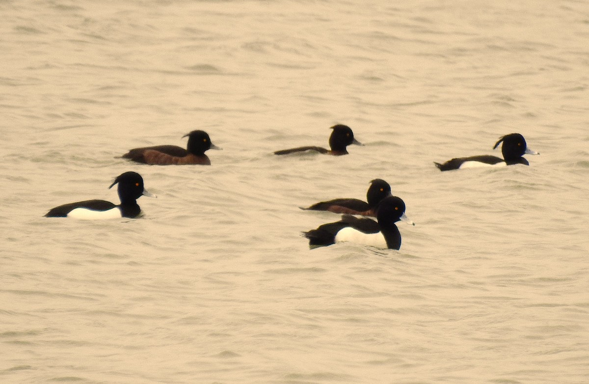 Tufted Duck - ML612889363