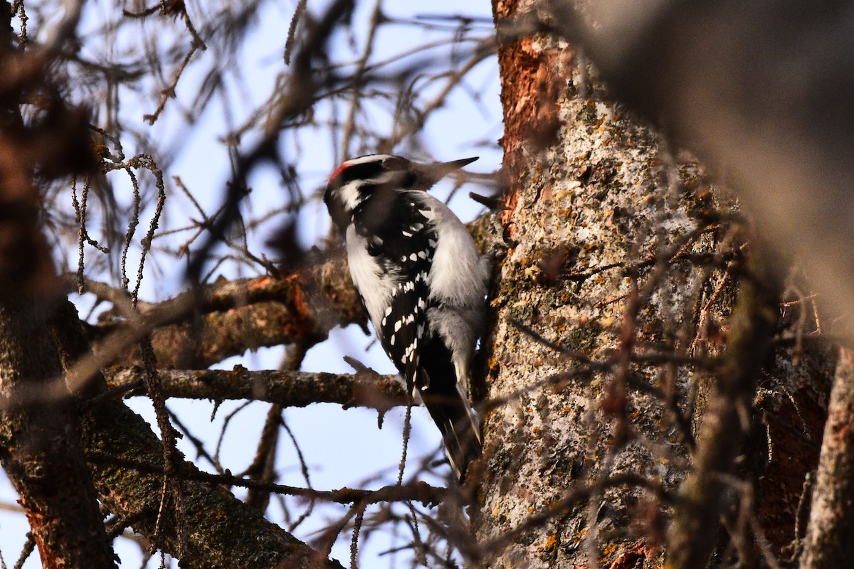 Hairy Woodpecker - Carson Kearns