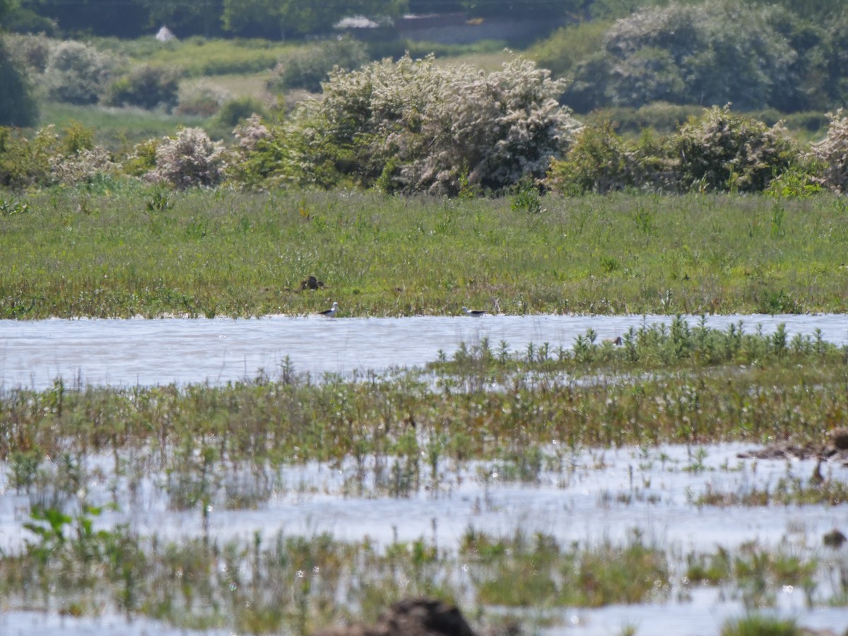 Black-winged Stilt - Gary Hibberd