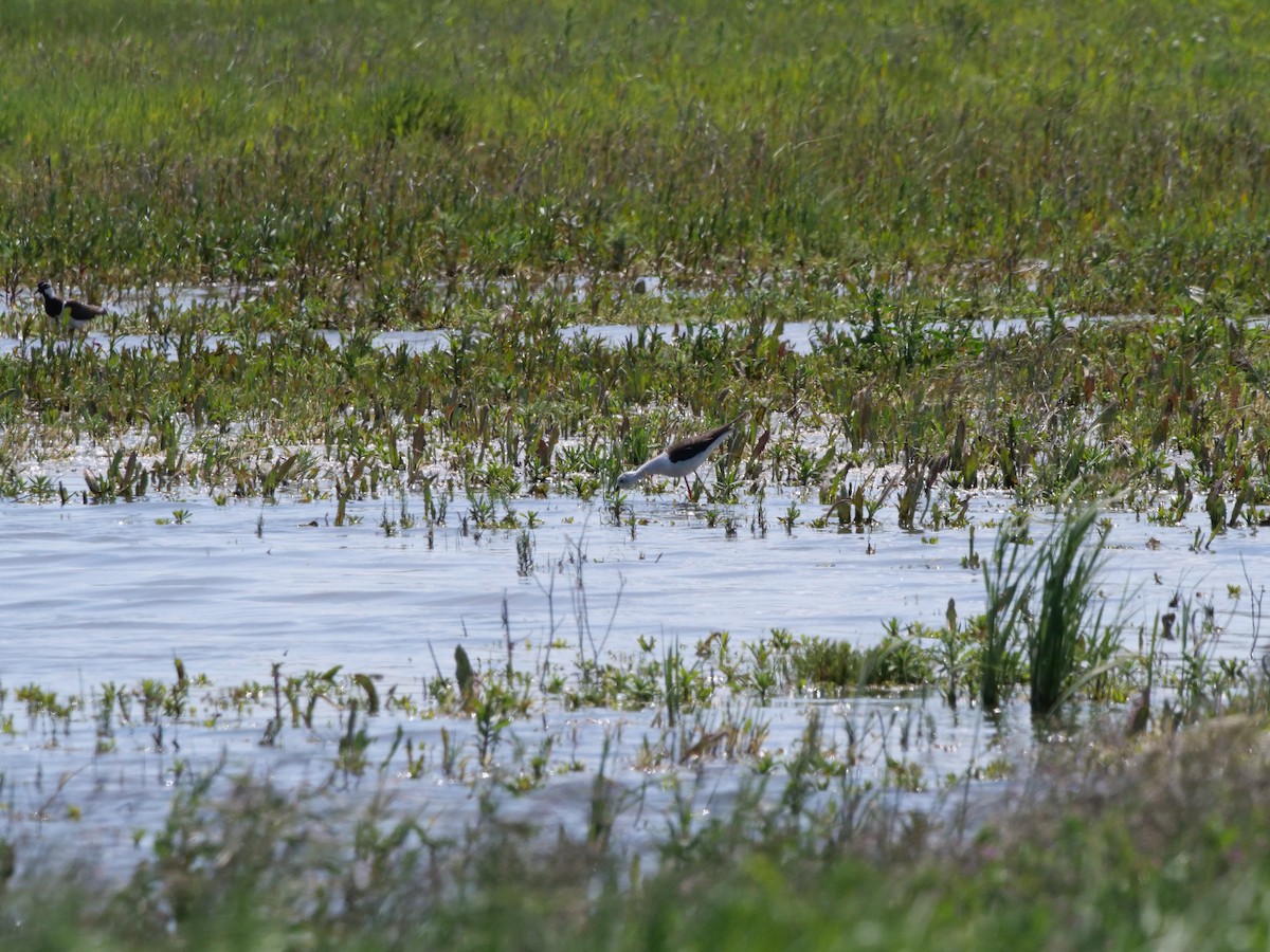 Black-winged Stilt - Gary Hibberd