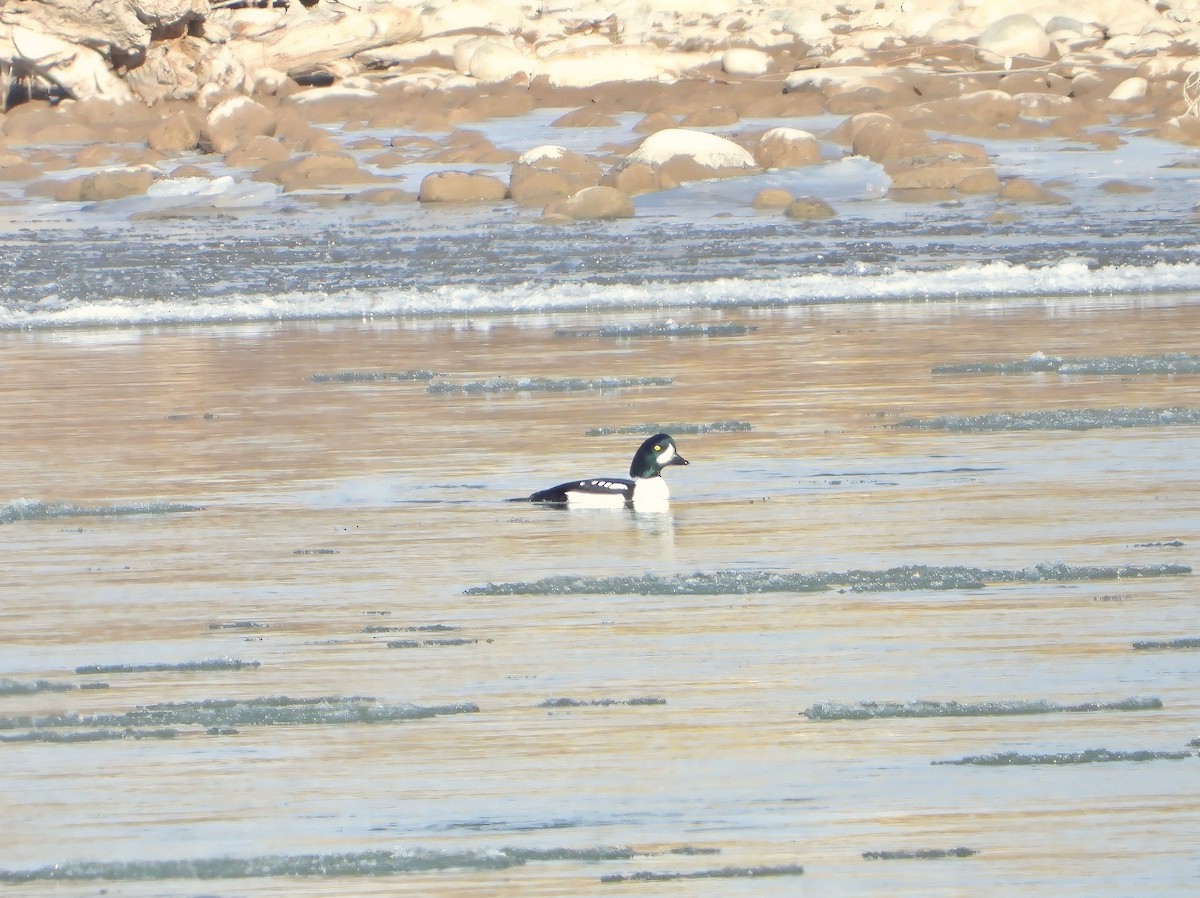 Barrow's Goldeneye - ML612889531