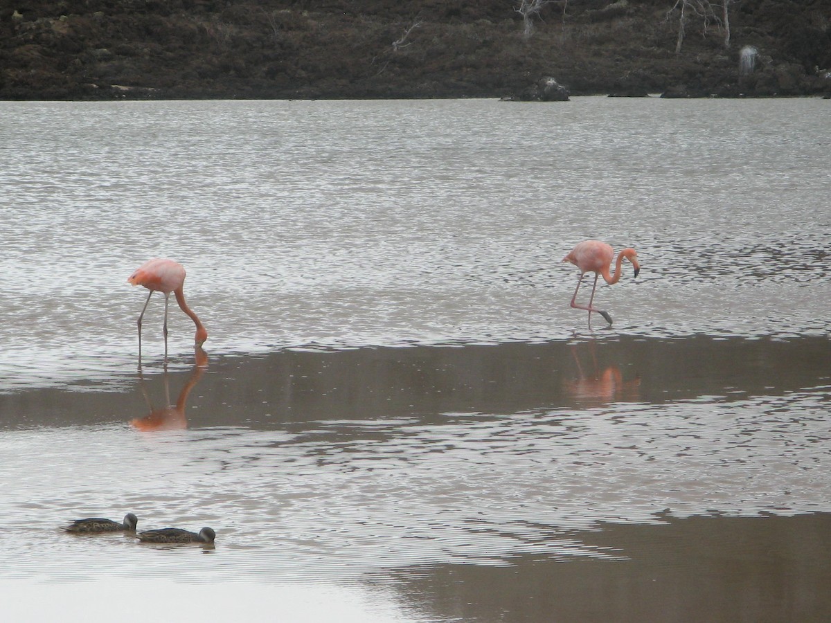 Amerika Flamingosu - ML612889550