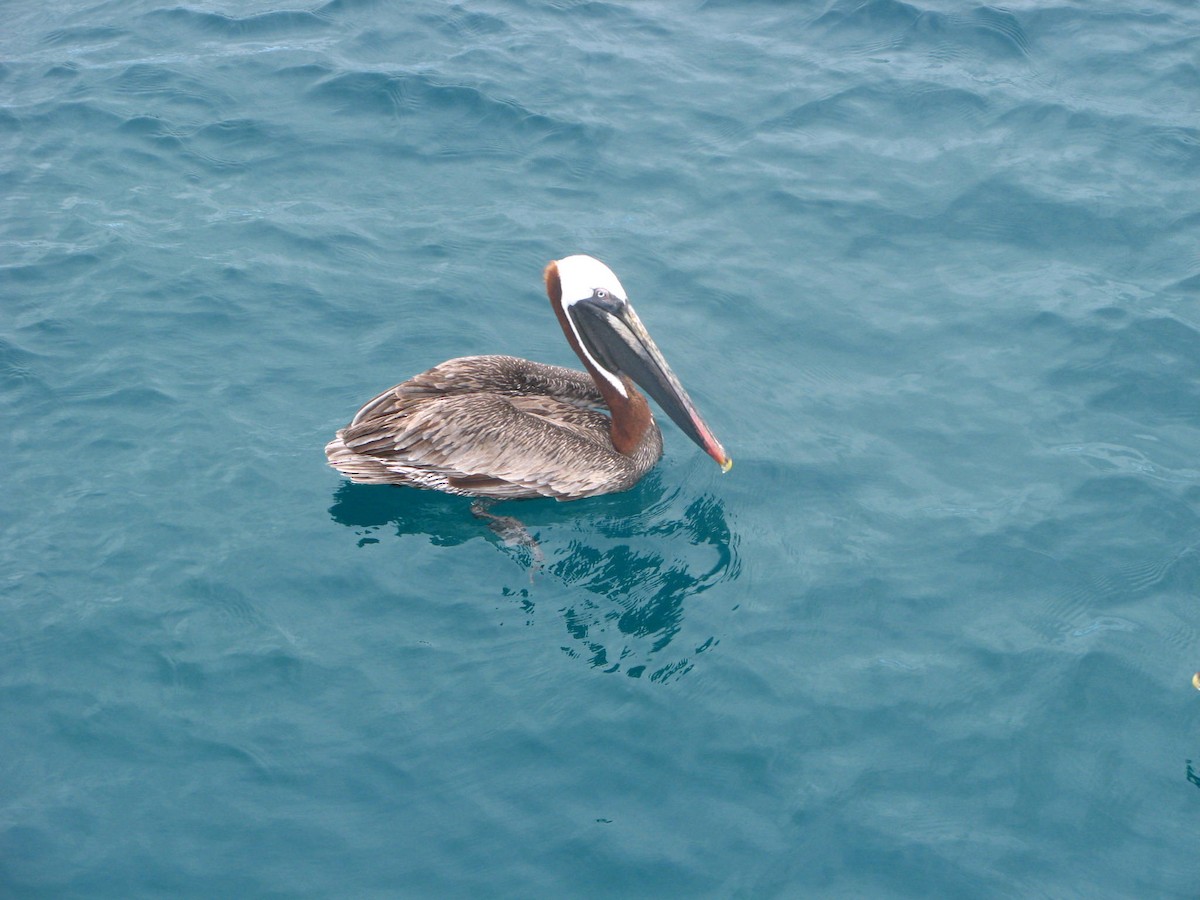 pelikán hnědý - ML612889619