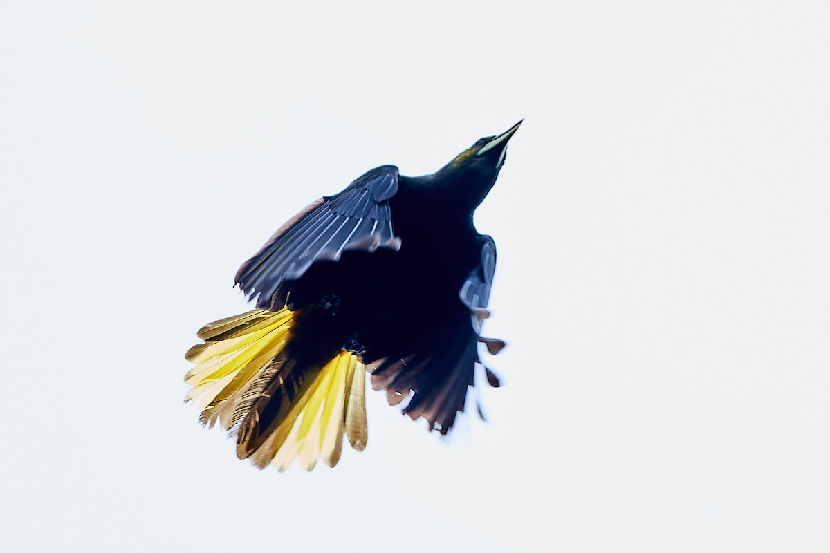 Dusky-green Oropendola - Tomáš Grim